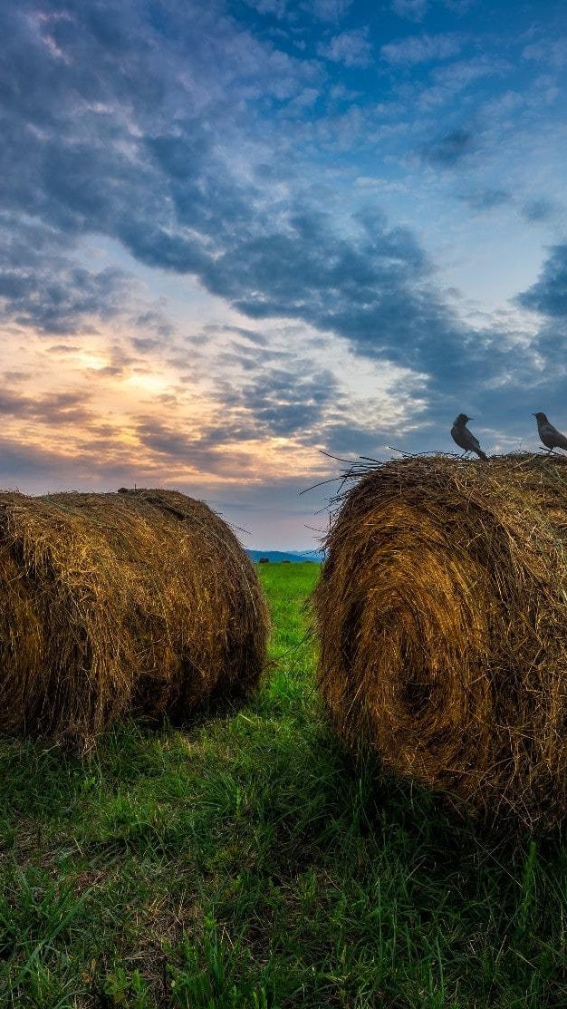 Stamping Ground Farms for Sale Kentucky Farm Real Estate